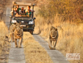  Morokolo Safari Lodge  Pilanesberg National Park